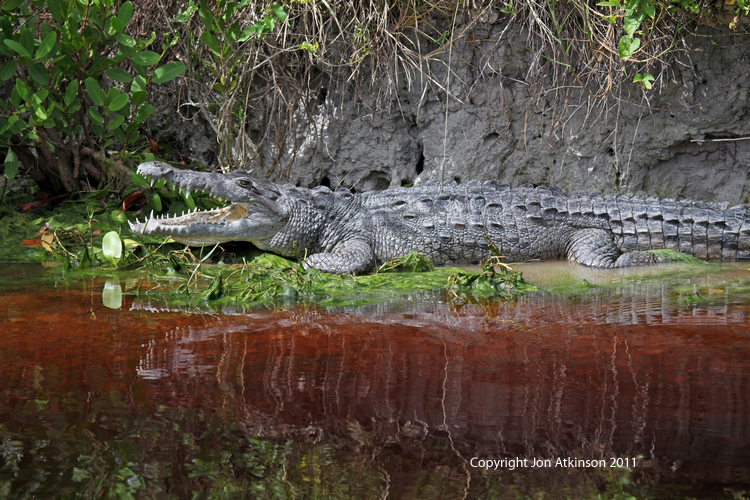 Crocodile, Everglades N.P. American Crocodile